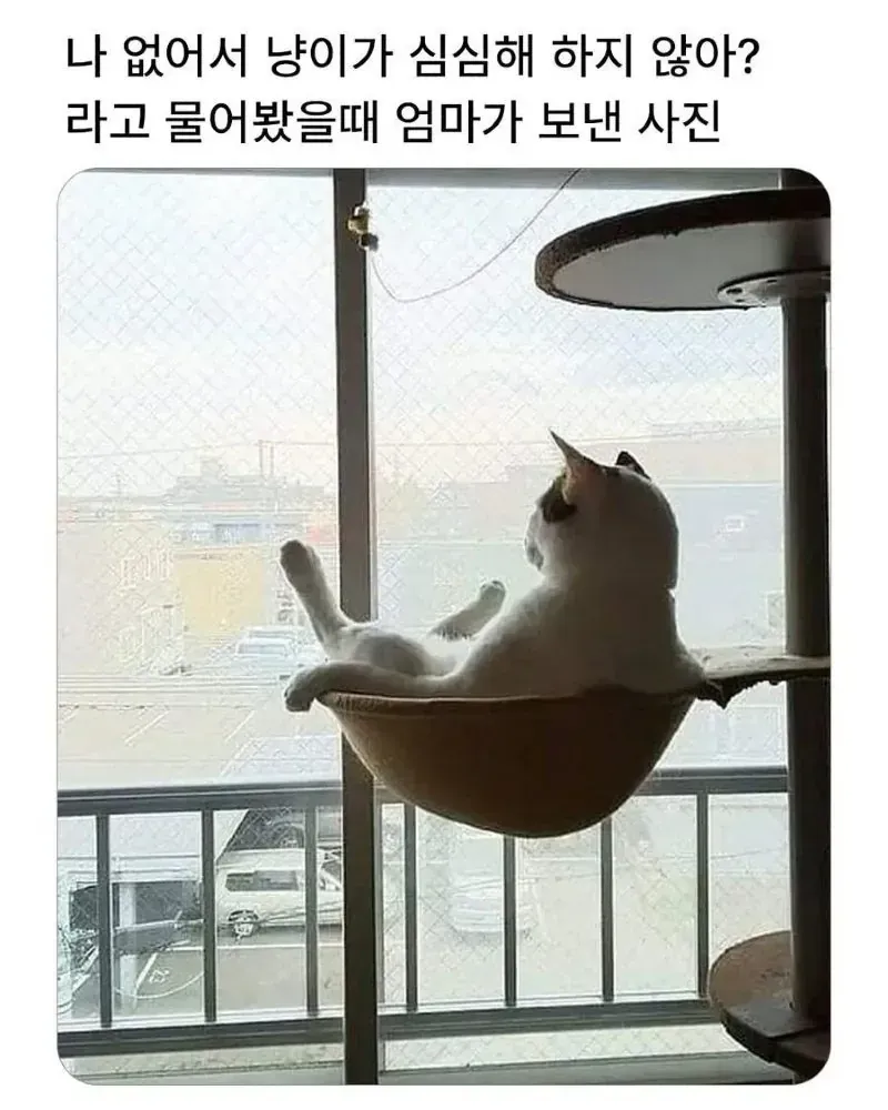 엄마 : 고양이는 잘지내고있다.jpg