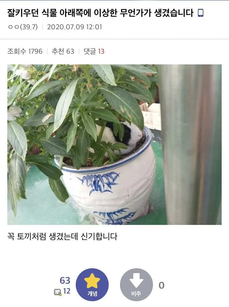잘키우던 식물 아래쪽에 이상한 무언가가 생겼습니다