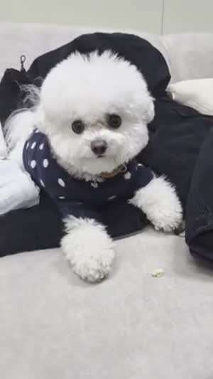 르세라핌 사쿠라,허윤진,카즈하