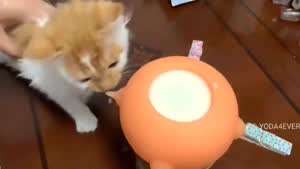 냥이 급유기