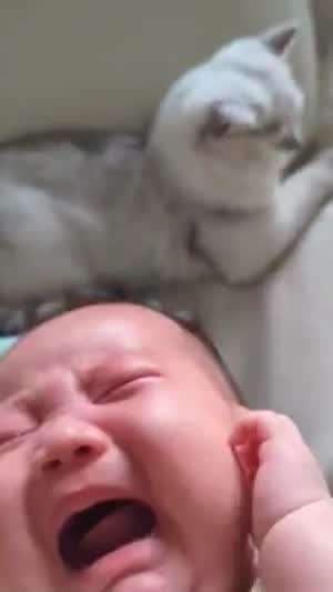 냥이의 순기능