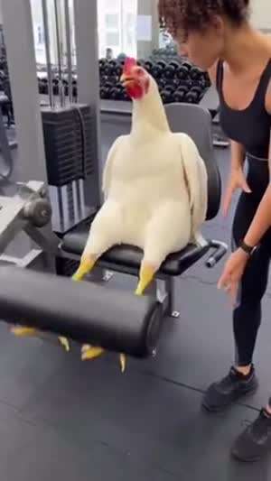 PT 받는 닭