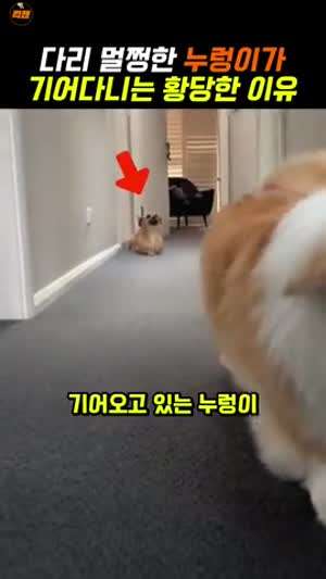 개 양아치네