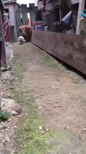고슴도치