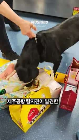제주공항 탐지견이 발견한