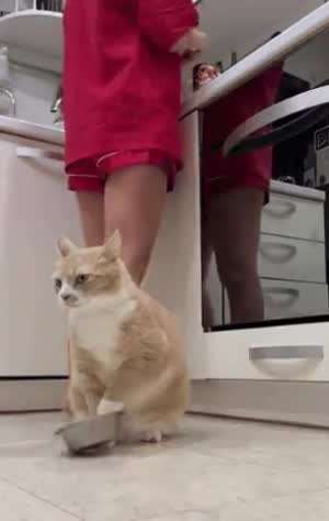 집사야 배가 등에 달라붙겠다냥.