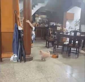 기둥에 대롱대롱 매달려 강아지를 피하는 소녀.