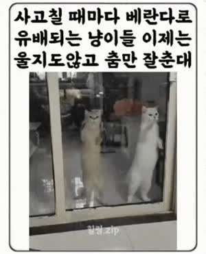 베란다로 유배간 고양이들