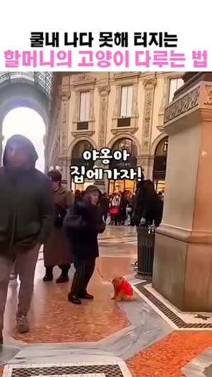 테토할머니의 냥이 다루는 방법