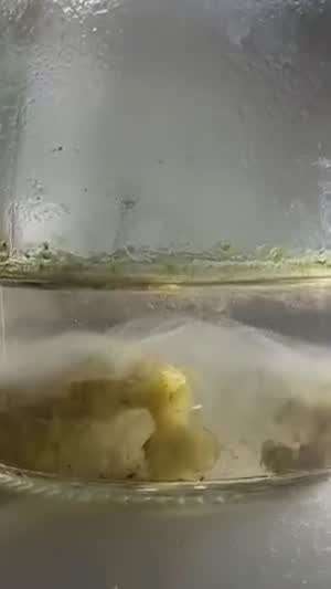 micro world