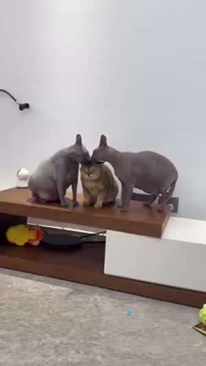 마니 이뽀해줄꼬얌!