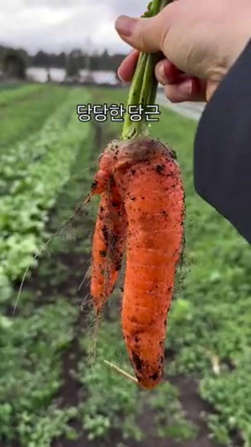 당당한 당근